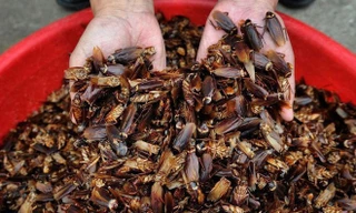 Bên trong trang trại gián lớn nhất hành tinh