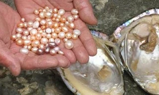 Quá trình hình thành ngọc trai trong tự nhiên