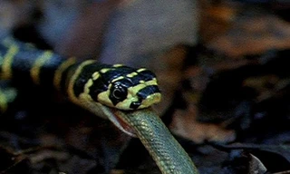 Rắn hổ mang chúa săn rắn nước Olive