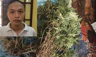 Thanh niên trồng và chế biến cần sa ở chung cư Hà Nội