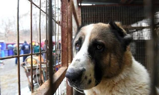 Hà Nội có bao nhiêu điểm kinh doanh, giết mổ chó, mèo?