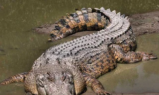 Điểm yếu của loài cá sấu lớn nhất châu Phi