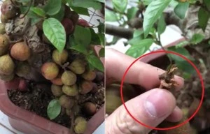 Mua sung bonsai nửa triệu đồng, tá hỏa phát hiện quả gắn bằng keo 502