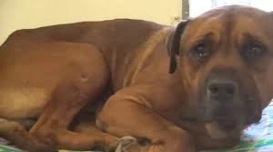 Bị chủ bỏ rơi, chú chó phản ứng khiến triệu người cảm động