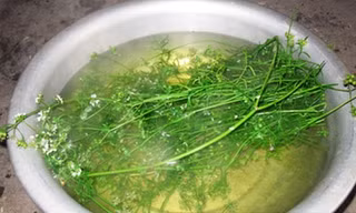 Vì sao cuối năm tắm lá nước mùi già?