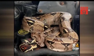 Mở mui ô tô, hoảng hồn thấy trăn Nam Mỹ cuộn tròn bên trong