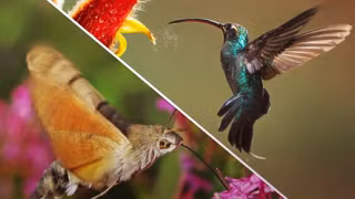 Bướm đêm tiến hóa để trở thành bản sao của chim ruồi