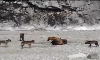 Gấu xám mẹ dũng cảm một mình đấu lại cả bầy sói đói để bảo vệ các con