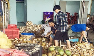 Phát hiện cơ sở ngâm 200 quả dừa trong hóa chất tẩy trắng