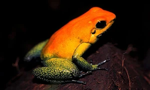 Ếch tiết chất độc thần kinh đủ đoạt mạng 20 người trưởng thành