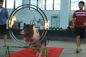 Xem lợn trổ tài nhảy qua vòng lửa, sút bóng vào lưới