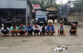 Hàng chục nông dân mang trâu đi đấu ăn tiền