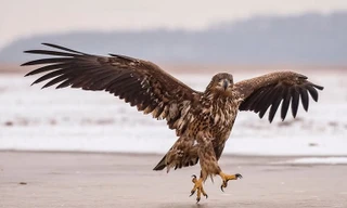 Những hình ảnh siêu hài hước về động vật đầu năm 2018