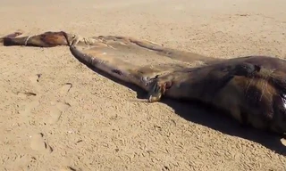 Bí ẩn xác quái vật khổng lồ trôi dạt vào bờ biển