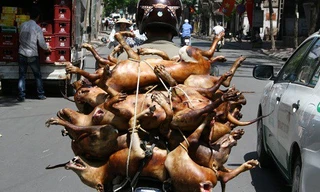 Ăn thịt chó: Sướng miệng hại thân, rước bệnh vào người