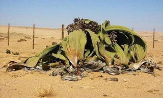 Loài cây 'hóa thạch sống' tồn tại 1.000 năm trên sa mạc