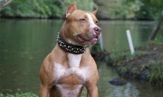 Chó ngao cắn chết chủ ở Hà Nội: Sát thủ máu lạnh mang tên chó nghìn đô