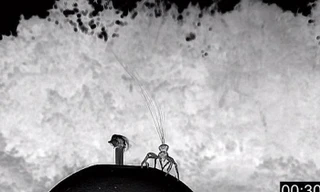 Phát hiện khả năng kinh dị mới của loài nhện