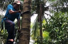 Kỹ sư trẻ chế dụng cụ leo dừa thẳng đứng