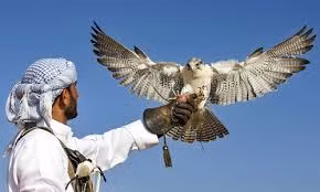 Nghề huấn luyện chim ưng ở Dubai