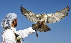 Nghề huấn luyện chim ưng ở Dubai