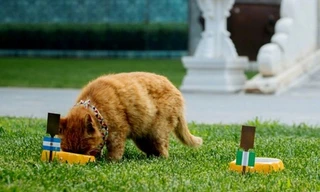 Mèo tiên tri qua đời sau khi đoán đúng 6 trận World Cup 2018