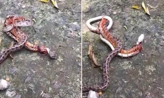 Nghẹt thở xem rắn độc tử chiến với rết khổng lồ