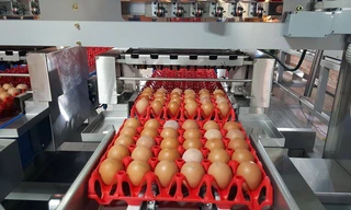 Hệ thống cọ rửa và đóng gói trứng trong nhà máy ở Sài Gòn