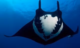 Lạ lùng loài cá đuối 'trinh nữ' tự sinh con không cần giao phối