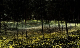 Ngôn ngữ tình yêu của đom đóm vào mùa giao phối