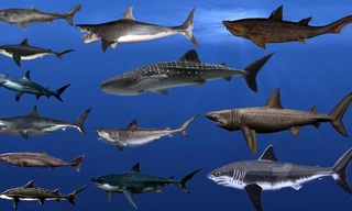  Điểm mặt 15 loài cá mập lớn nhất từng tồn tại trên thế giới