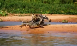 Chiến thuật săn mồi giúp báo đốm hạ gục cá sấu caiman