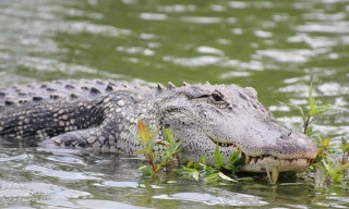 Một con cá sấu đầm lầy được cho là đã giết và ăn thịt người vừa bị bắt tại Ấn Độ.