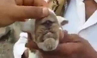 Chú dê mọc một con mắt ngay gần mõm và mũi.