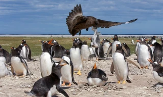 Những hình ảnh này được chụp tại đầm Volunteer ở đảo Falklands (ngoài khơi nước Anh) bởi nhiếp ảnh gia Derek Pettersson. 