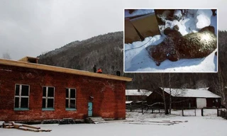 Gấu nâu đột nhập nhà dân, ăn thịt người đàn ông U70 và chó cưng