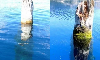 Bí ẩn thân cây khổng lồ dựng đứng giữa hồ suốt 100 năm