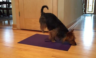 Chú chó tự tập Yoga gây ‘sốt’ mạng xã hội