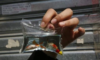 Nhốt cá, rùa vào bong bóng làm… móc chìa khóa