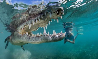 Cha con liều mạng bơi cùng cá sấu để... chụp ảnh