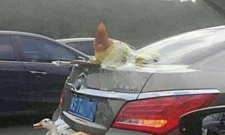 Gà, vịt treo lủng lẳng cốp sau xế hộp về quê ăn Tết