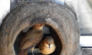 Tận thấy quy trình xây tổ độc đáo của chim sẻ lò