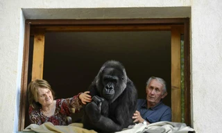 Vợ chồng già nuôi khỉ đột như con suốt 2 thập kỉ