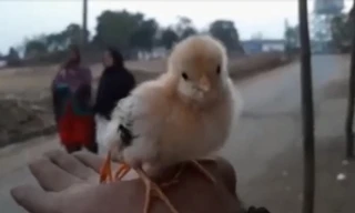 Chuyện lạ gà con có tới 4 chân ở Ấn Độ