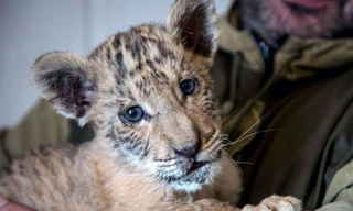 Con "liger" có tên Tsar tại một sở thú ở Nga. Ảnh chụp ngày 26/1, khi Tsar khoảng 2 tháng tuổi.