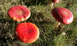 Ảnh minh họa: RT