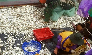 Ngư dân Quảng Trị trúng đậm 'lộc biển' những ngày đầu năm mới.