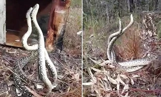 Trận kịch chiến tranh giành lãnh thổ của đôi trăn thảm