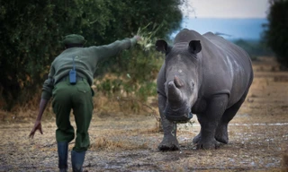 Súng đạn thường trực bảo vệ tê giác trắng phương Bắc