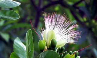 Hoa bàng vuông nở giữa Nha Trang